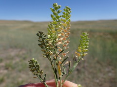 Lepidium ramosissimum