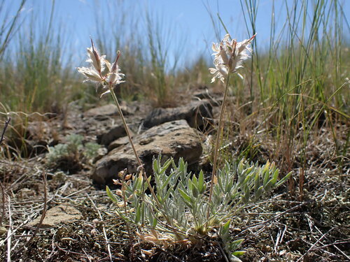 Oxytropis besseyi var. argophylla