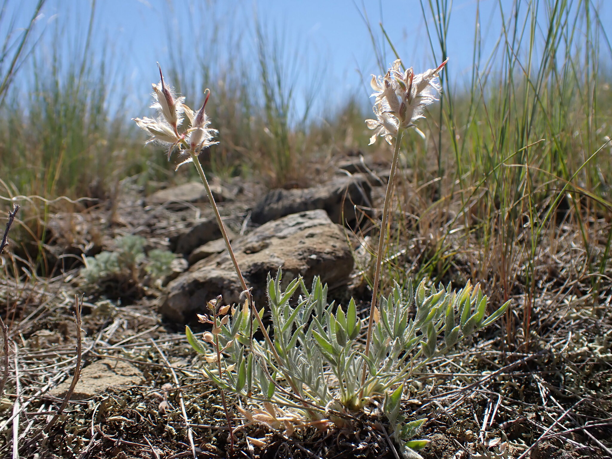 Oxytropis besseyi var. argophylla