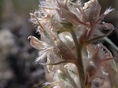 Oxytropis besseyi