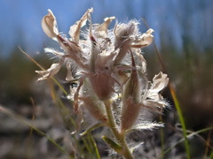 Oxytropis besseyi