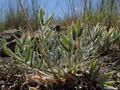 Oxytropis besseyi