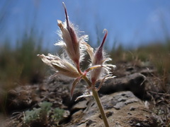 Oxytropis besseyi