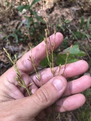 Hypericum drummondii
