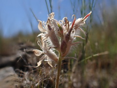 Oxytropis besseyi