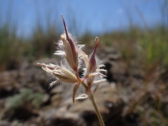 Oxytropis besseyi