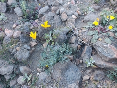 Eschscholzia papastillii