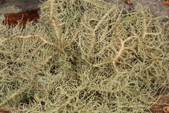Usnea ceratina