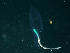 Chelophyes appendiculata