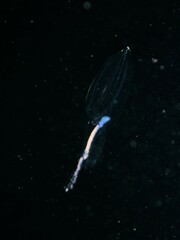 Chelophyes appendiculata