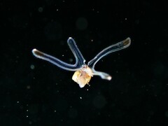 Tonnoidea