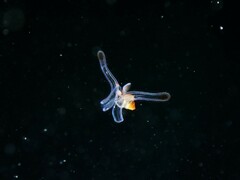 Tonnoidea