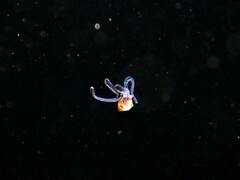 Tonnoidea