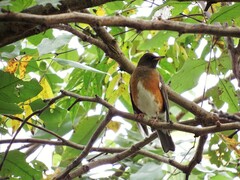 Turdus chrysolaus