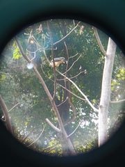 Pseudastur occidentalis