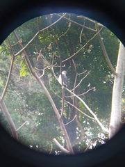 Pseudastur occidentalis