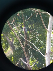 Pseudastur occidentalis