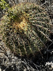 Ferocactus histrix