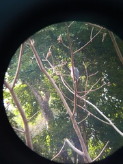 Pseudastur occidentalis