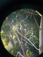 Pseudastur occidentalis