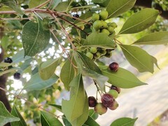 Syzygium formosanum