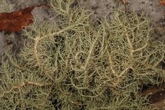 Usnea ceratina