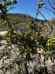 Condalia velutina