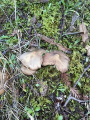 Entoloma holoconiotum
