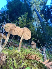 Entoloma holoconiotum