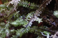 Macrodiplophyllum rubrum