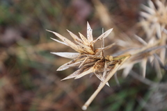 Dichanthelium scabriusculum