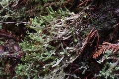 Macrodiplophyllum rubrum