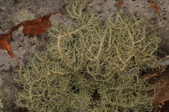 Usnea ceratina