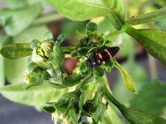 Coccinella transversalis