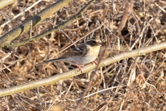 Emberiza elegans