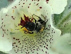 Xeralictus bicuspidariae