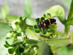 Coccinella transversalis