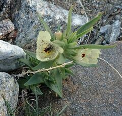 Xeralictus bicuspidariae