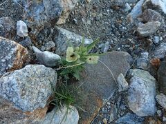 Xeralictus bicuspidariae