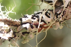 Menegazzia