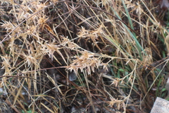 Dichanthelium scabriusculum