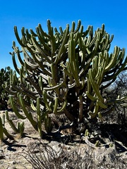 Myrtillocactus