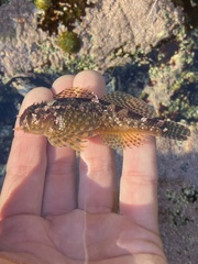 Clinocottus recalvus