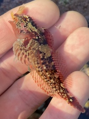 Oligocottus rubellio