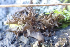 Scytinium palmatum