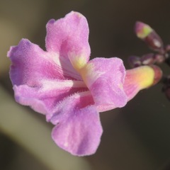 Fridericia