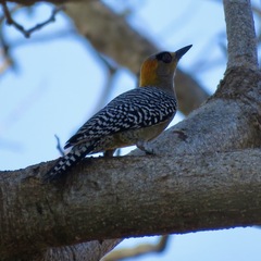 Melanerpes chrysogenys