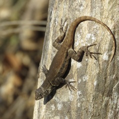 Sceloporus pyrocephalus
