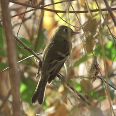 Empidonax difficilis