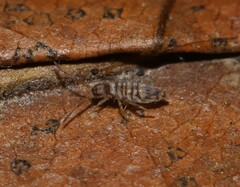 Entomobrya atrocincta